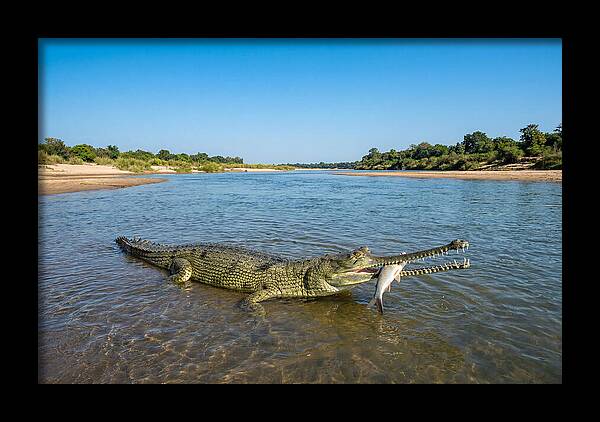 Asian Gharial Fishing Success