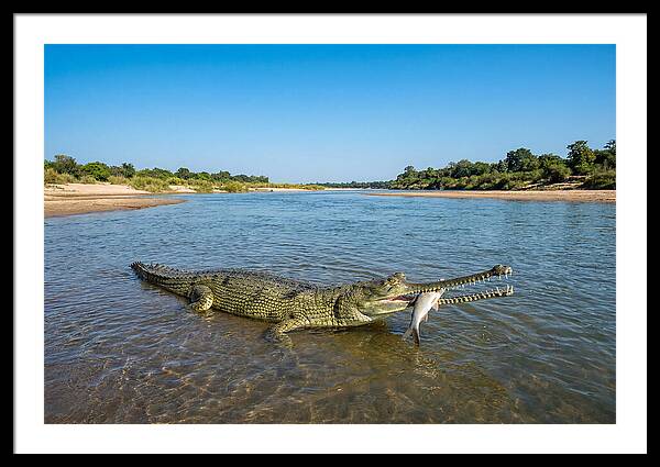 Asian Gharial Fishing Success