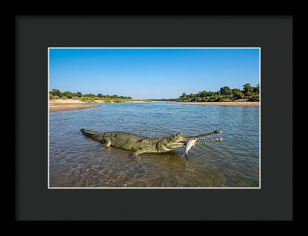 Asian Gharial Fishing Success