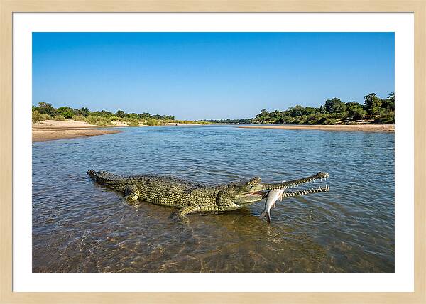 Asian Gharial Fishing Success