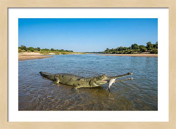 Asian Gharial Fishing Success