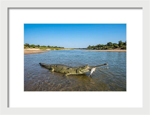 Asian Gharial Fishing Success