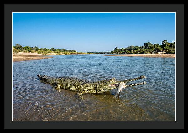 Asian Gharial Fishing Success