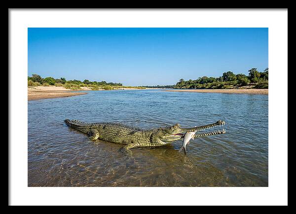 Asian Gharial Fishing Success