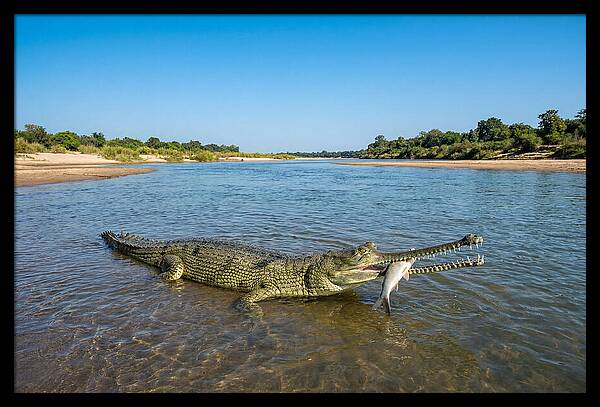 Asian Gharial Fishing Success
