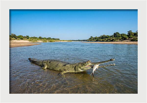 Asian Gharial Fishing Success
