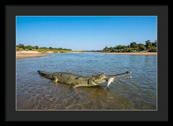 Asian Gharial Fishing Success