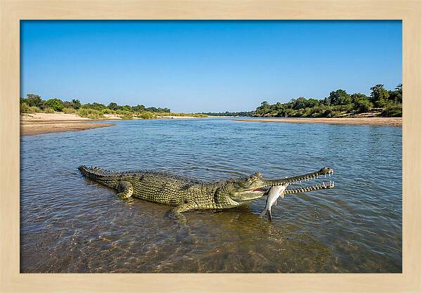 Asian Gharial Fishing Success