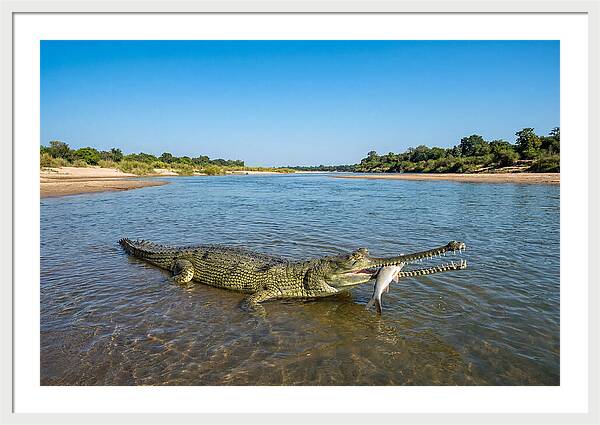 Asian Gharial Fishing Success