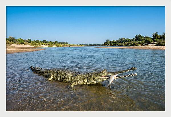 Asian Gharial Fishing Success