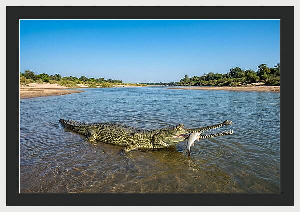 Asian Gharial Fishing Success