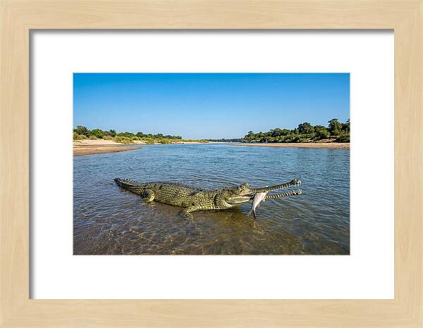 Asian Gharial Fishing Success