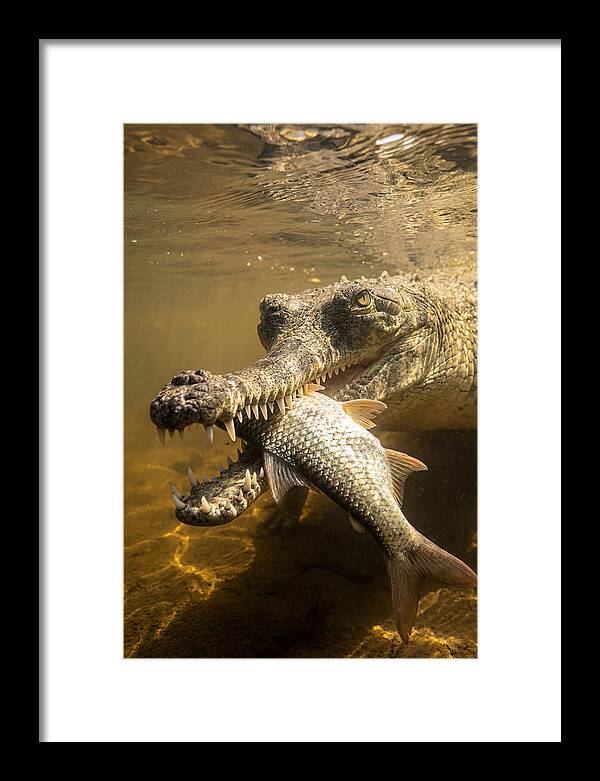 Asian Gharial Hunting Fish