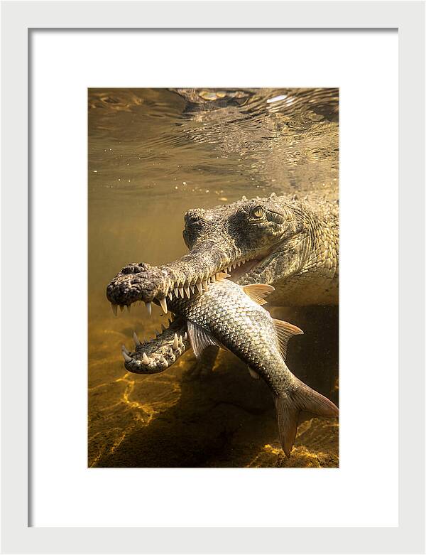 Asian Gharial Hunting Fish
