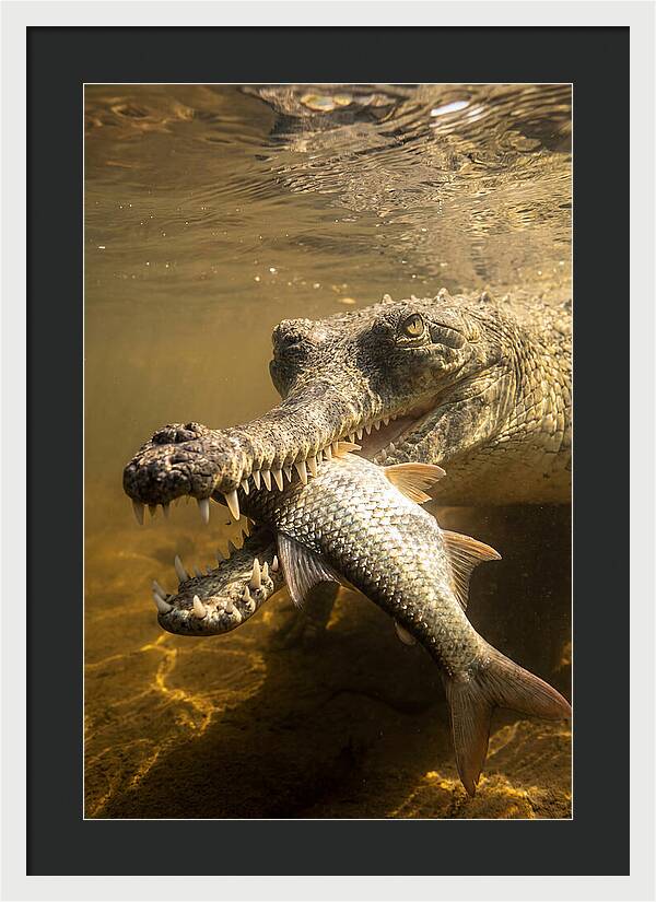 Asian Gharial Hunting Fish