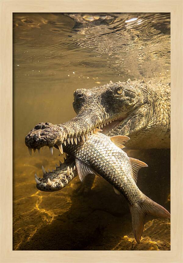 Asian Gharial Hunting Fish