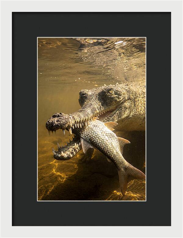 Asian Gharial Hunting Fish