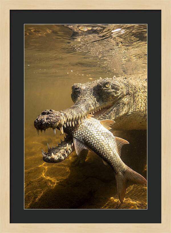 Asian Gharial Hunting Fish