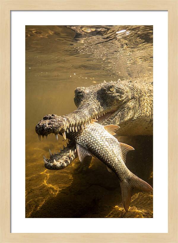 Asian Gharial Hunting Fish