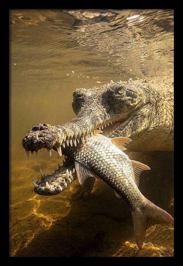 Asian Gharial Hunting Fish