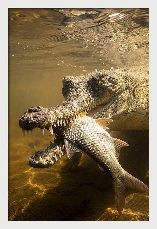 Asian Gharial Hunting Fish