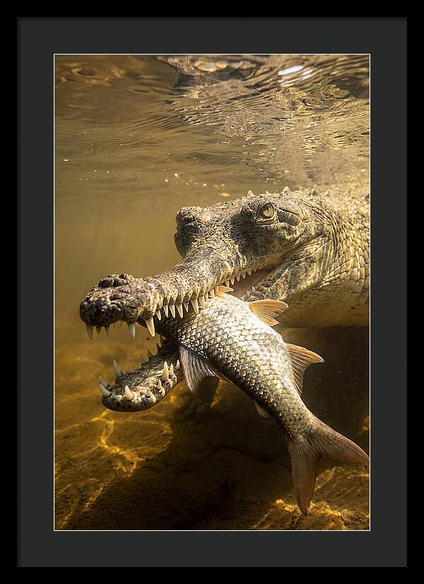Asian Gharial Hunting Fish