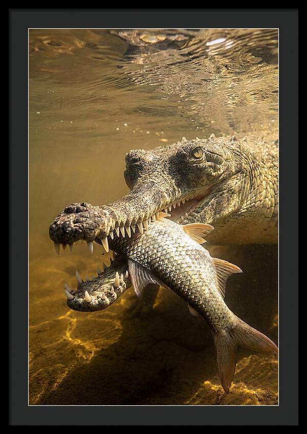 Asian Gharial Hunting Fish