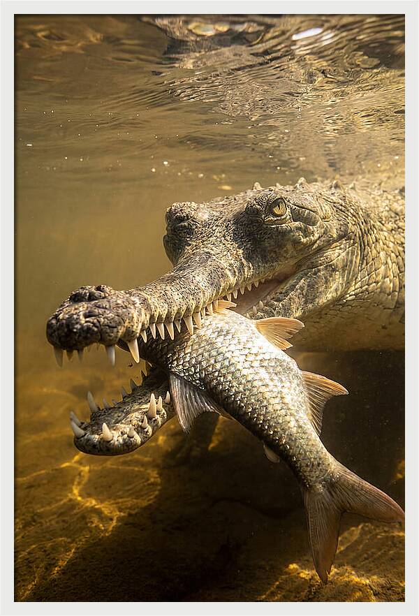 Asian Gharial Hunting Fish