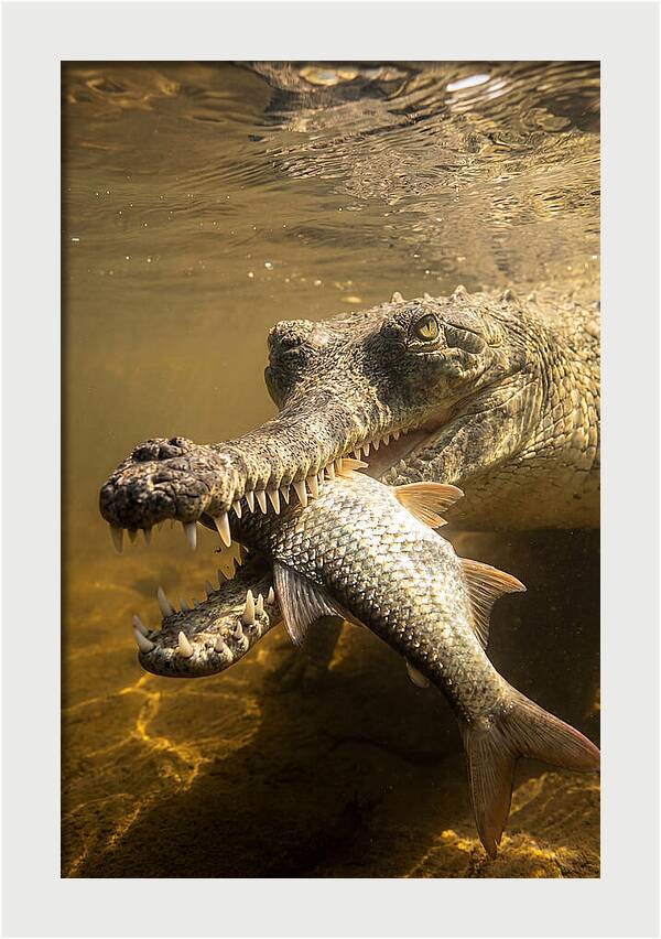 Asian Gharial Hunting Fish