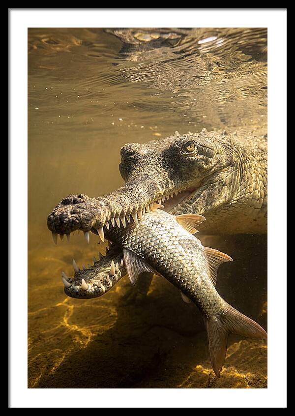 Asian Gharial Hunting Fish