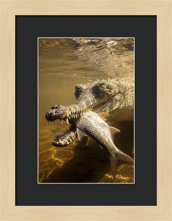 Asian Gharial Hunting Fish