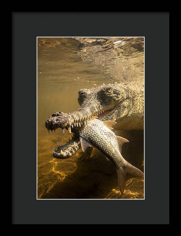 Asian Gharial Hunting Fish