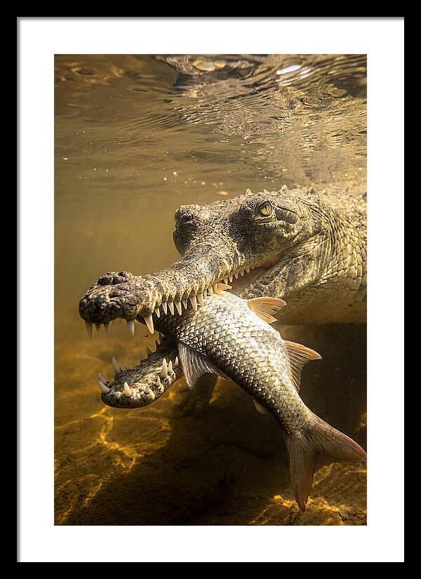 Asian Gharial Hunting Fish