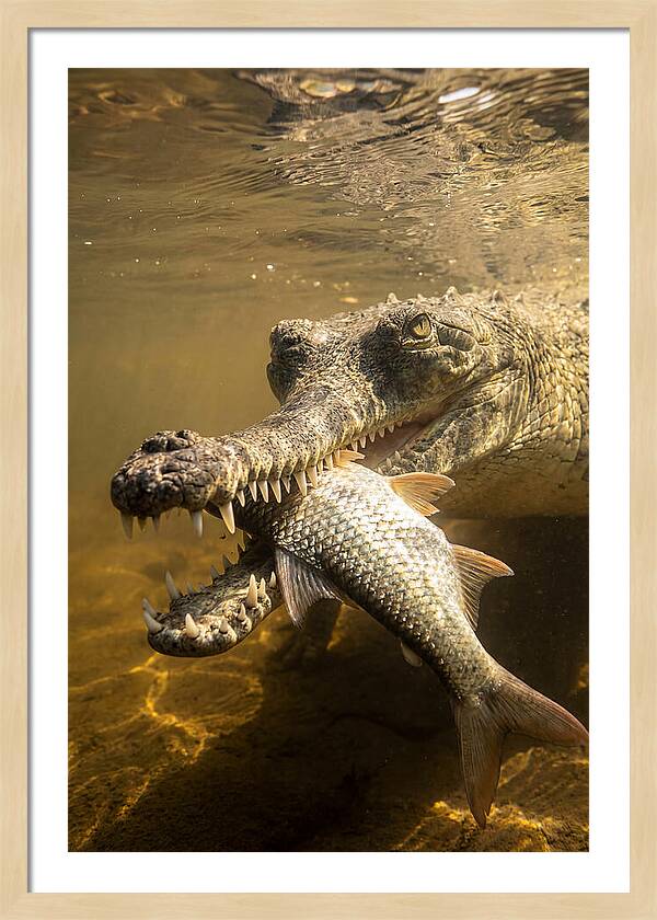 Asian Gharial Hunting Fish