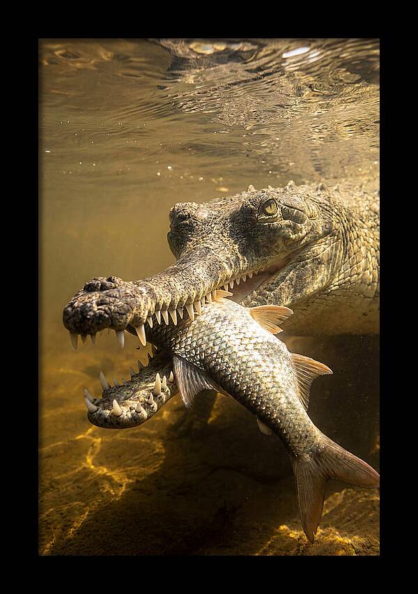Asian Gharial Hunting Fish