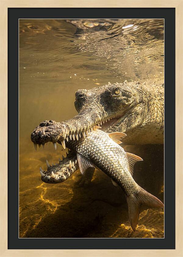 Asian Gharial Hunting Fish