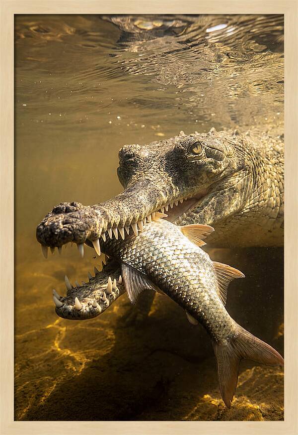 Asian Gharial Hunting Fish