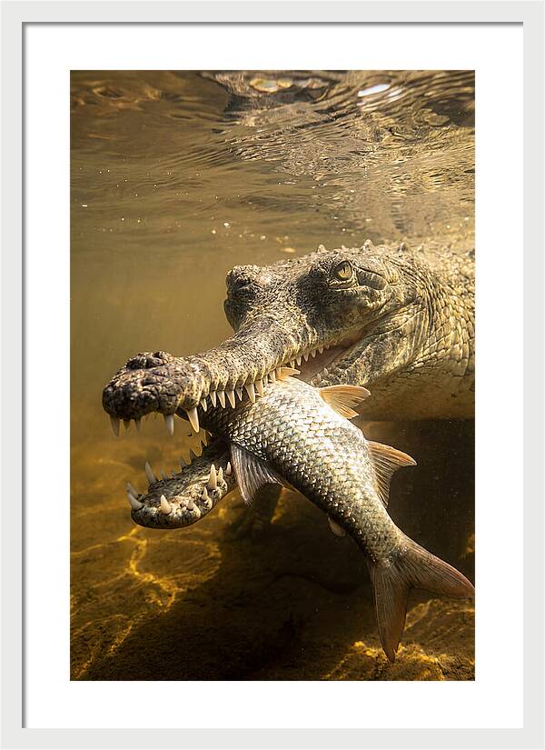 Asian Gharial Hunting Fish