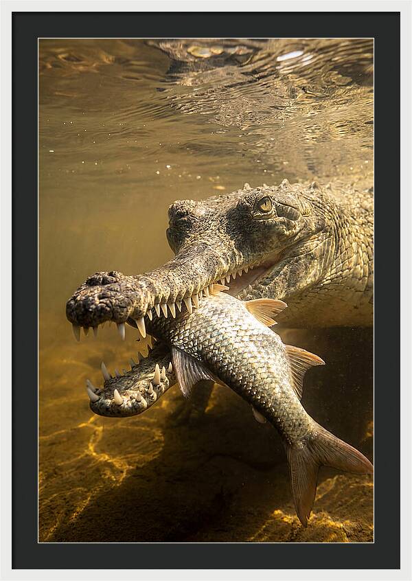 Asian Gharial Hunting Fish