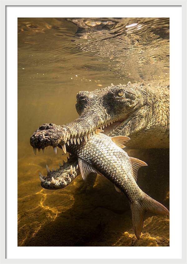 Asian Gharial Hunting Fish