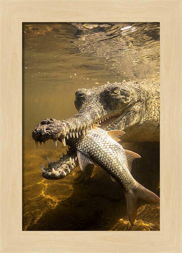 Asian Gharial Hunting Fish