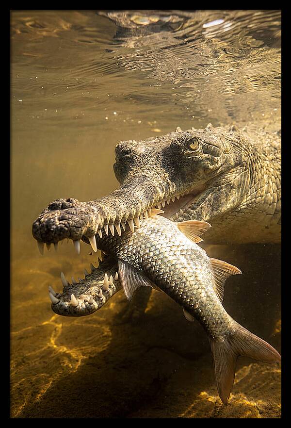 Asian Gharial Hunting Fish