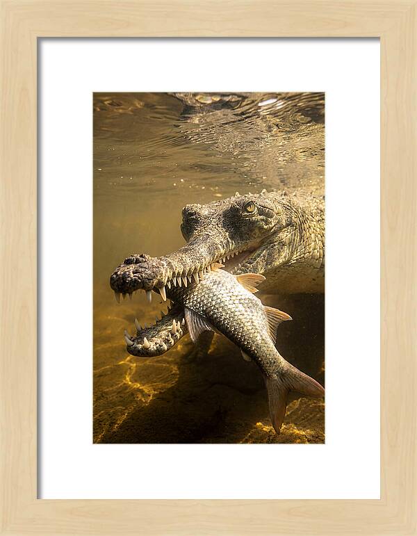 Asian Gharial Hunting Fish