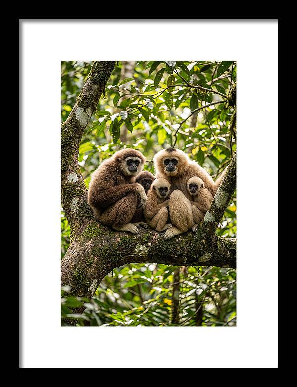 Asian Gibbon Family Gathering