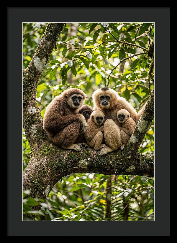 Asian Gibbon Family Gathering