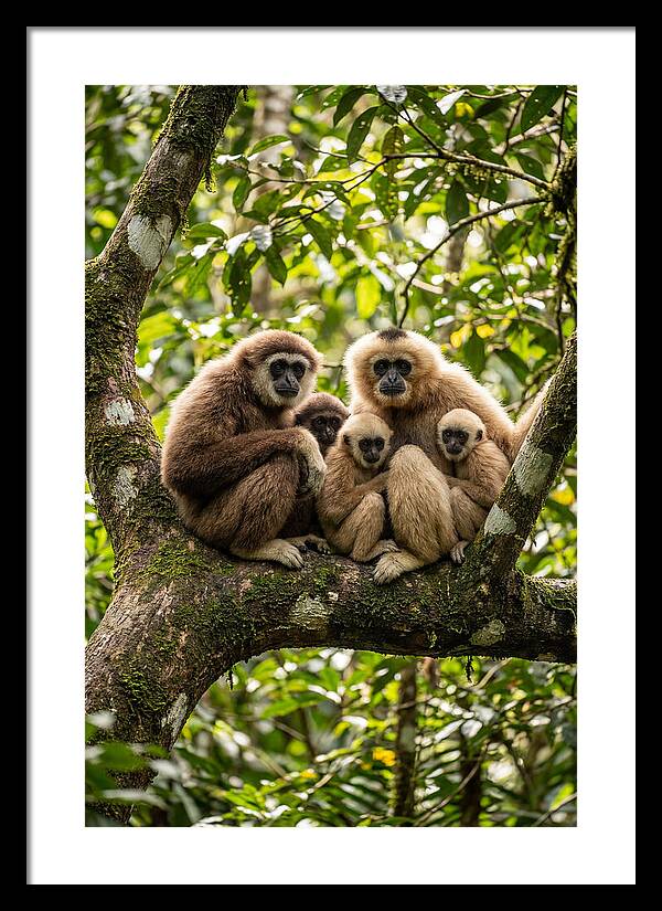 Asian Gibbon Family Gathering