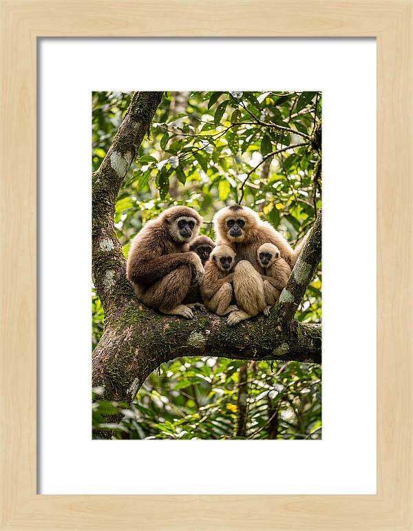 Asian Gibbon Family Gathering