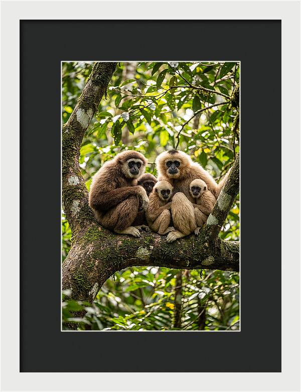 Asian Gibbon Family Gathering