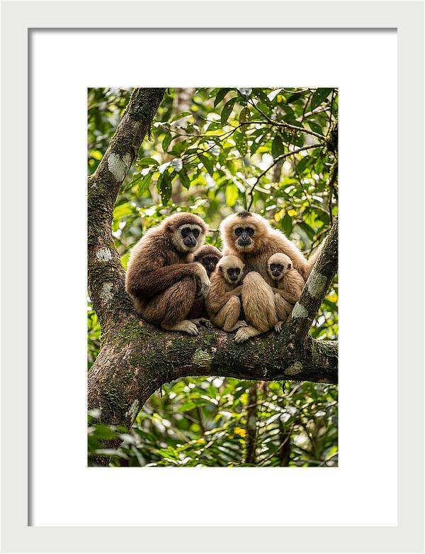 Asian Gibbon Family Gathering