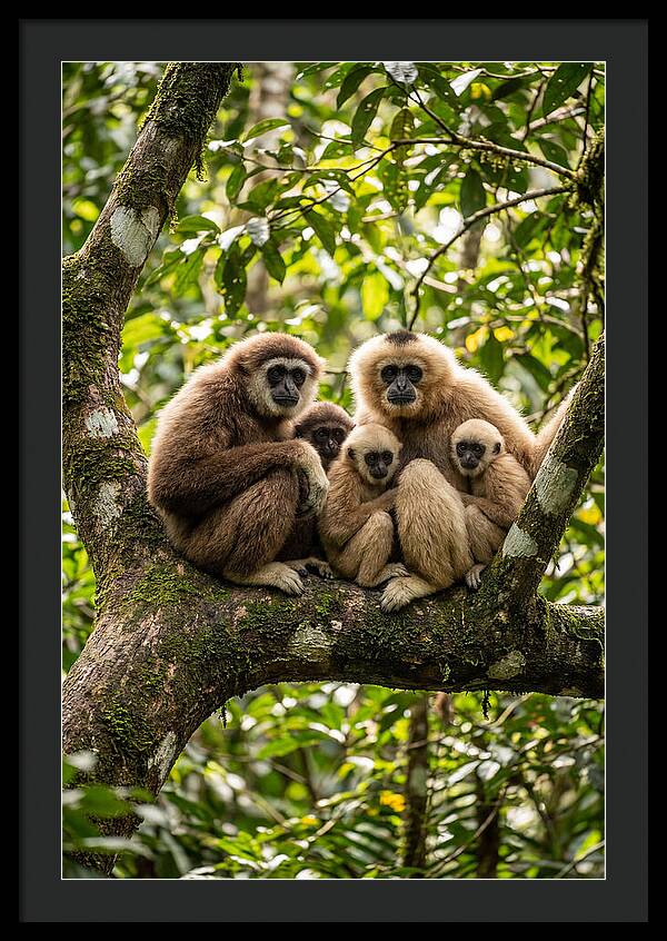 Asian Gibbon Family Gathering